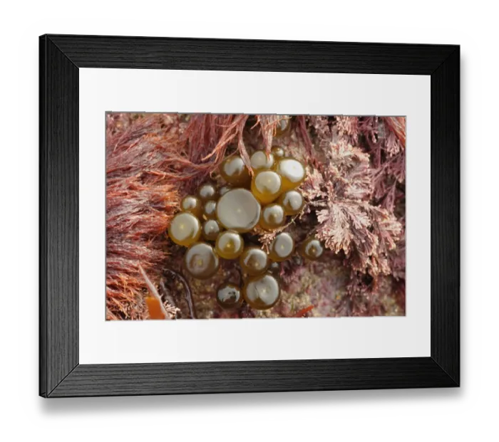 Framed Print : Sea-thong (Himanthalia elongata) buttons growth at base of holdfast, Swanage, Dorset, England, april Framed Print : Sea-thong (Himanthalia elongata) buttons growth at base of holdfast, Swanage, Dorset, England, april