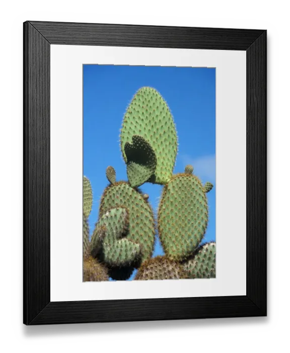 Framed Print : Cactus - Prickly Pear (Opuntia echios) Showing spiny pads - South Plaza, Galapagos Framed Print : Cactus - Prickly Pear (Opuntia echios) Showing spiny pads - South Plaza, Galapagos