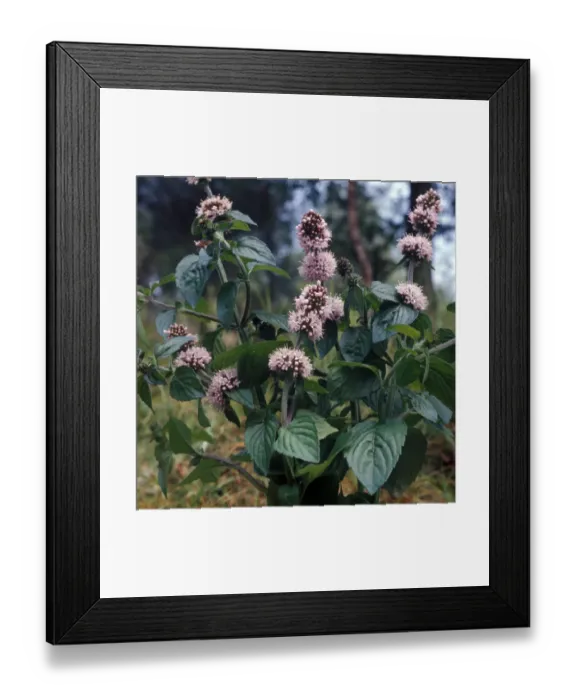 Framed Print : Flower - Mint Corn (Mentha arvensis) close-up of flowers on plant HK007030 Framed Print : Flower - Mint Corn (Mentha arvensis) close-up of flowers on plant HK007030