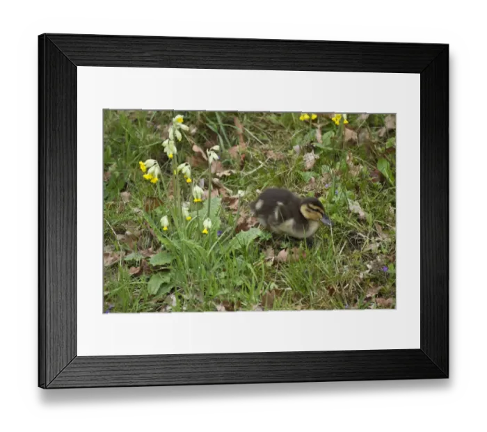 Framed Print : Young Mallard duckling Framed Print : Young Mallard duckling
