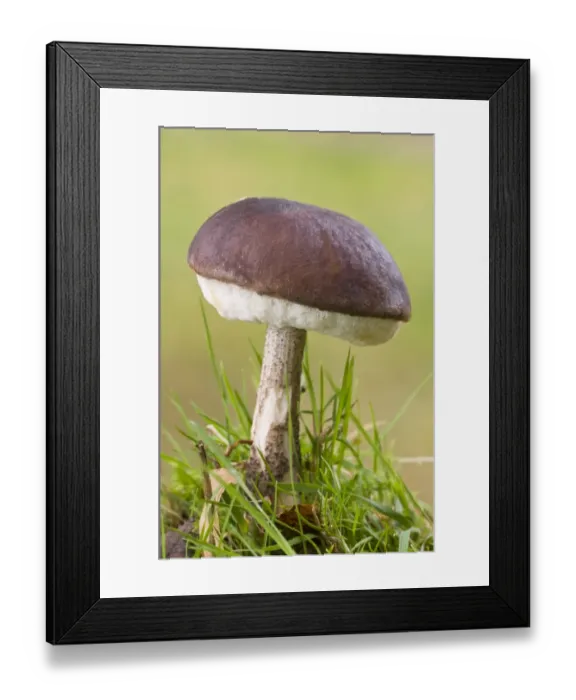 Framed Print : Brown Birch Bolete (Leccinum scabrum) fruiting body, growing in grass, Basingstoke, Hampshire, England, november Framed Print : Brown Birch Bolete (Leccinum scabrum) fruiting body, growing in grass, Basingstoke, Hampshire, England, november