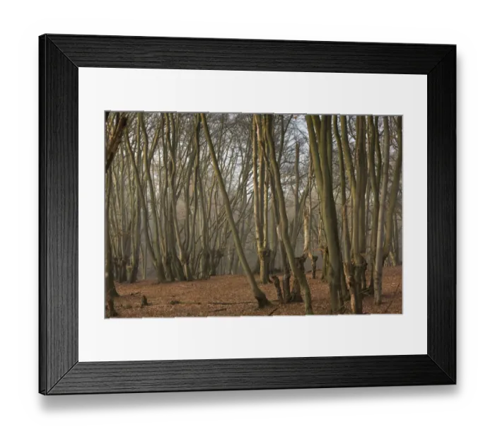 Framed Print : Common Beech (Fagus sylvatica) ancient pollards in woodland habitat, Great Monk Wood, Epping Forest, Greater London Framed Print : Common Beech (Fagus sylvatica) ancient pollards in woodland habitat, Great Monk Wood, Epping Forest, Greater London