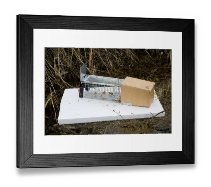 Framed Print : Water Vole (Arvicola terrestris) baited trap on polystyrene float in reedbed ditch Framed Print : Water Vole (Arvicola terrestris) baited trap on polystyrene float in reedbed ditch