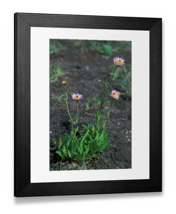 Framed Print : Leafy Aster (Aster foliaceus) Washington State, USA Framed Print : Leafy Aster (Aster foliaceus) Washington State, USA