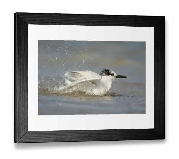 Framed Print : Sandwich Tern (Sterna sandvicensis) adult, winter plumage, bathing in sea on beach, Fort Lauderdale, Florida, U. S. A Framed Print : Sandwich Tern (Sterna sandvicensis) adult, winter plumage, bathing in sea on beach, Fort Lauderdale, Florida, U. S. A