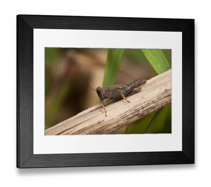 Framed Print : Slender Groundhopper (Tetrix subulata) adult, resting on stem, Crossness Nature Reserve, Bexley, Kent, England, may