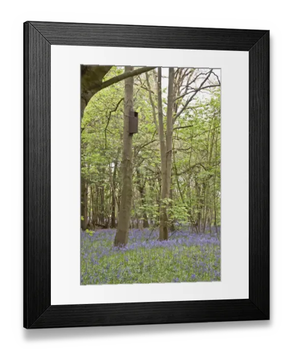 Framed Print : A bird nesting box in woodland setting, most suitable for birds of prey like owls or Kestrels