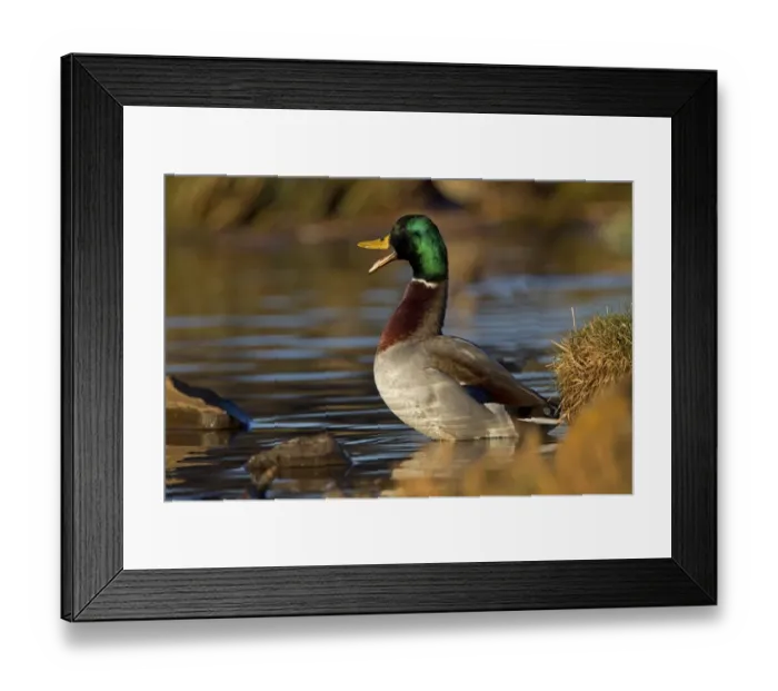 Framed Print : Mallard Duck (Anas platyrhynchos) adult male, calling, standing in water at edge of lake, Duns Castle, Duns Framed Print : Mallard Duck (Anas platyrhynchos) adult male, calling, standing in water at edge of lake, Duns Castle, Duns