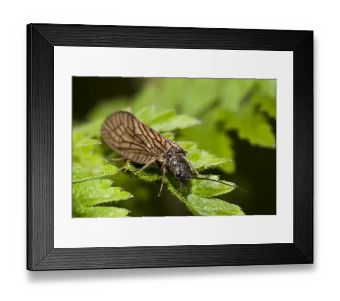 Framed Print : Alderfly (Sialis lutaria) adult, resting on leaf, Crossness Nature Reserve, Bexley, Kent, England, may Framed Print : Alderfly (Sialis lutaria) adult, resting on leaf, Crossness Nature Reserve, Bexley, Kent, England, may