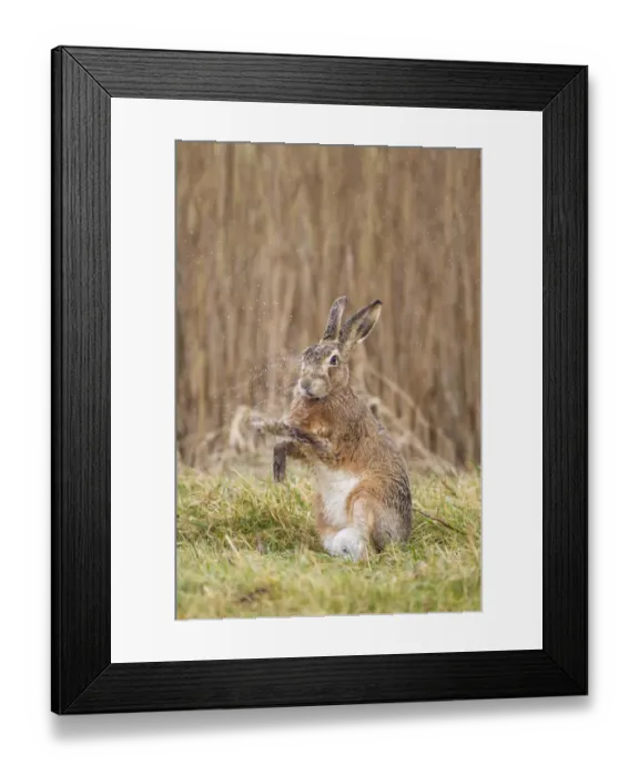 Framed Print : European Hare (Lepus europaeus) adult, with wet fur after rain, shaking water from front paws, Suffolk, England, march Framed Print : European Hare (Lepus europaeus) adult, with wet fur after rain, shaking water from front paws, Suffolk, England, march