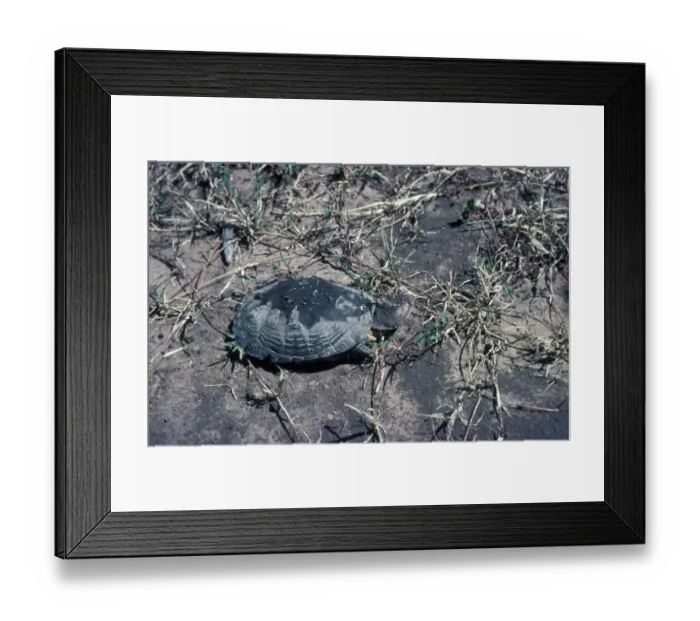 Framed Print : Turtle (Terrapin) Helmeted (Pelomedusa subrufa) walking on muddy groung Framed Print : Turtle (Terrapin) Helmeted (Pelomedusa subrufa) walking on muddy groung