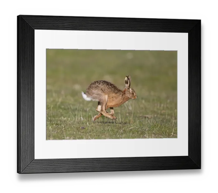Framed Print : European Hare (Lepus europaeus) adult, running in grass field, Suffolk, England, april Framed Print : European Hare (Lepus europaeus) adult, running in grass field, Suffolk, England, april