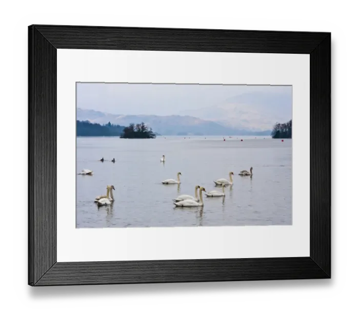 Framed Print : Mute Swan (Cygnus olor) flock, swimming on lake habitat, Bowness on Windermere, Lake Windermere, Lake District Framed Print : Mute Swan (Cygnus olor) flock, swimming on lake habitat, Bowness on Windermere, Lake Windermere, Lake District