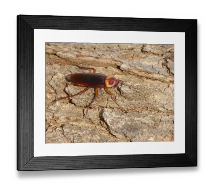 Framed Print : Australian Cockroach (Periplaneta australasiae) adult, basking on bark in early morning sunshine, Western Australia Framed Print : Australian Cockroach (Periplaneta australasiae) adult, basking on bark in early morning sunshine, Western Australia