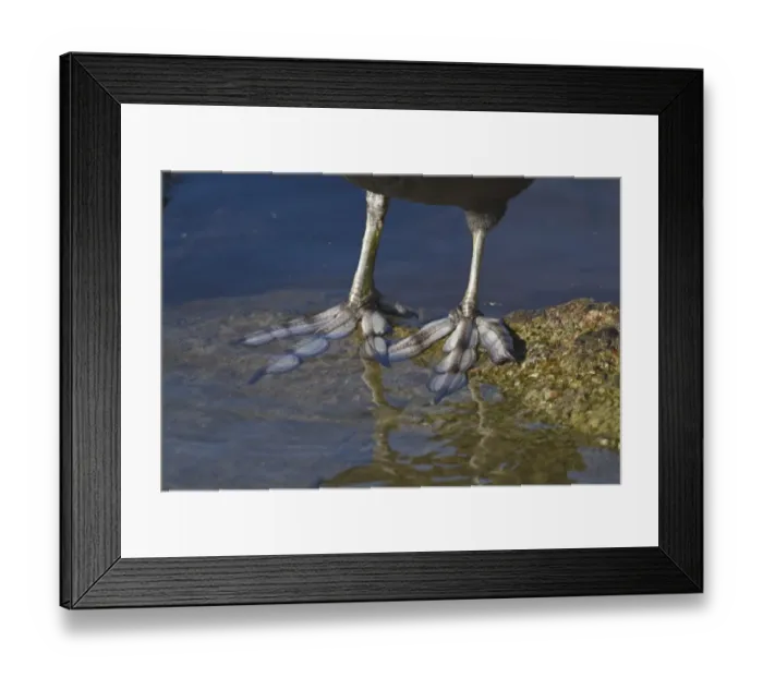 Framed Print : Common Coot (Fulica atra) adult, close-up of lobed feet, Norfolk, England, february Framed Print : Common Coot (Fulica atra) adult, close-up of lobed feet, Norfolk, England, february