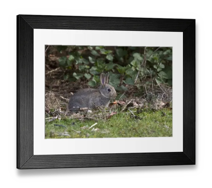Framed Print : young Rabbit taken at RSPB Minsmere Suffolk Framed Print : young Rabbit taken at RSPB Minsmere Suffolk