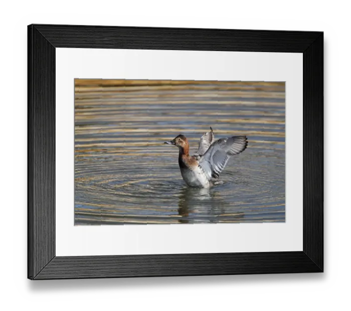 Framed Print : Common Pochard (Aythya ferina) adult female, shaking wings after bathing and preening, Hertfordshire, England, march Framed Print : Common Pochard (Aythya ferina) adult female, shaking wings after bathing and preening, Hertfordshire, England, march