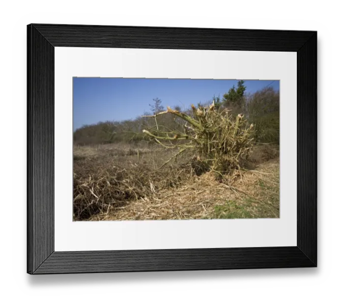 Framed Print : A very badly flailed hedge has done a lot of damage to this important habitat Framed Print : A very badly flailed hedge has done a lot of damage to this important habitat