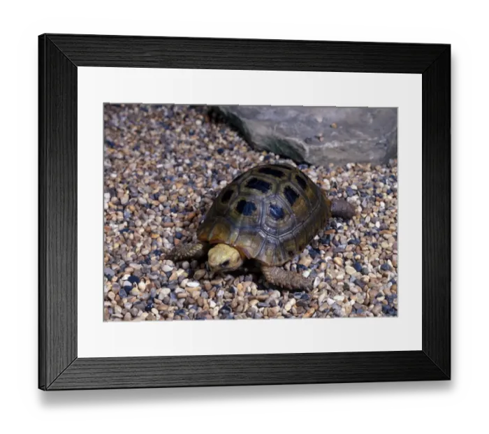 Framed Print : Tortoise - Elongate (Geochelone elongata) Juvenile on stones Framed Print : Tortoise - Elongate (Geochelone elongata) Juvenile on stones