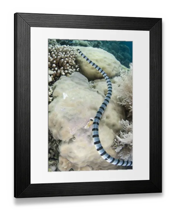 Framed Print : Banded Sea Krait (Laticauda colubrina) adult, swimming around coral reef, Bunaken, Manado, Northeast Sulawesi