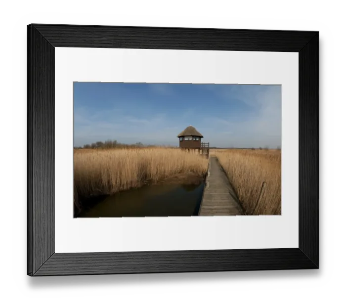 Framed Print : Boardwalk and raised hide in reedbed habitat, Hickling Broad, River Thurne, The Broads N. P. Norfolk, England, march Framed Print : Boardwalk and raised hide in reedbed habitat, Hickling Broad, River Thurne, The Broads N. P. Norfolk, England, march
