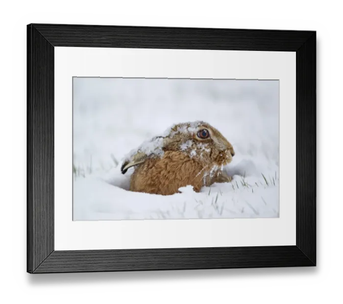 Framed Print : European Hare (Lepus europaeus) adult, sitting in snow, Suffolk, England, february Framed Print : European Hare (Lepus europaeus) adult, sitting in snow, Suffolk, England, february