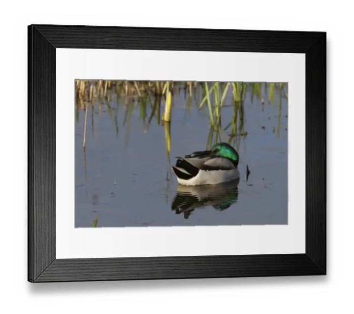 Framed Print : Male Mallard duck resting on water Framed Print : Male Mallard duck resting on water