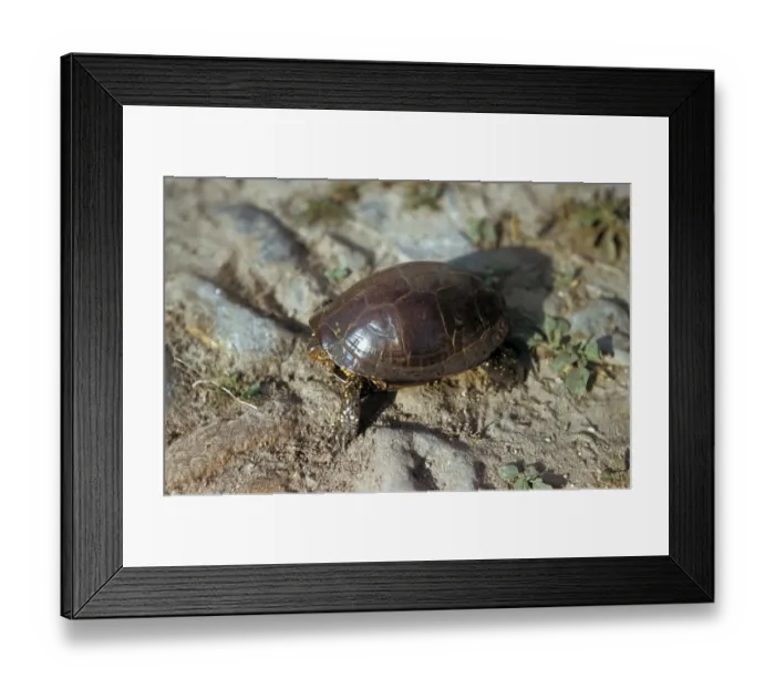 Framed Print : European Pond Terrapin (Emys orbicularis) On arid soil / Coto Donana Framed Print : European Pond Terrapin (Emys orbicularis) On arid soil / Coto Donana