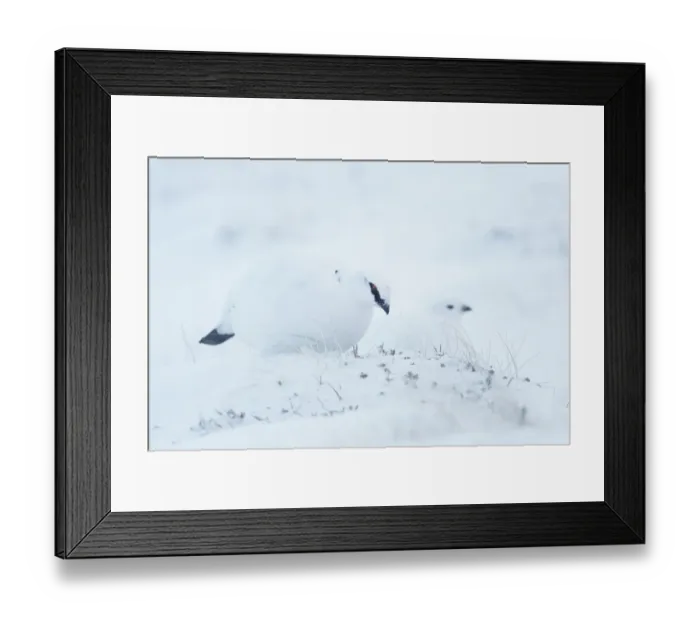 Framed Print : Rock Ptarmigan (Lagopus mutus) adult pair, winter plumage, feeding in snow, Cairngorms, Highlands, Scotland, january Framed Print : Rock Ptarmigan (Lagopus mutus) adult pair, winter plumage, feeding in snow, Cairngorms, Highlands, Scotland, january