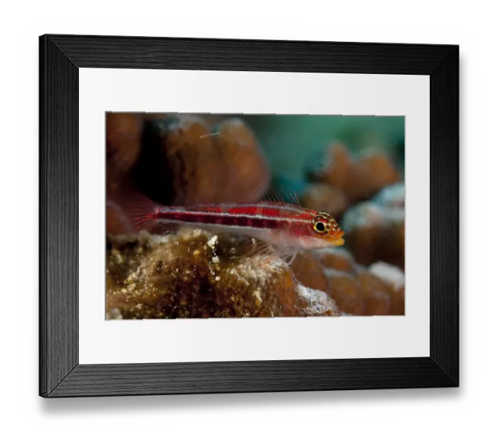 Framed Print : Striped Triplefin (Helcogramma striatum) adult, resting on coral, Bunaken, Manado, Northeast Sulawesi, Indonesia Framed Print : Striped Triplefin (Helcogramma striatum) adult, resting on coral, Bunaken, Manado, Northeast Sulawesi, Indonesia