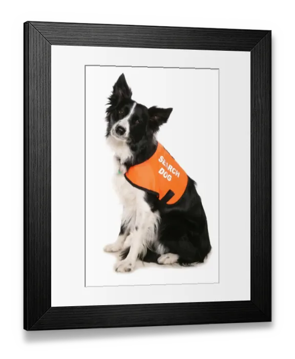 Framed Print : Domestic Dog, Border Collie, adult, Search and Rescue dog wearing high visability jacket Framed Print : Domestic Dog, Border Collie, adult, Search and Rescue dog wearing high visability jacket