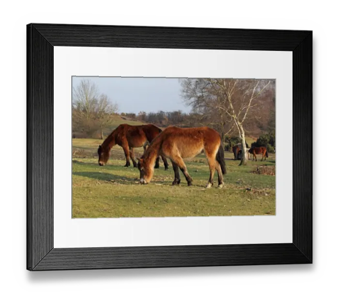 Framed Print : New Forest Pony, herd, grazing and drinking on heathland, Lyndhurst, New Forest, Hampshire, England, march Framed Print : New Forest Pony, herd, grazing and drinking on heathland, Lyndhurst, New Forest, Hampshire, England, march