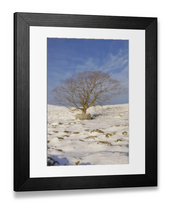 Framed Print : Tree with stone wall protection in snow, Malham Tarn, Malhamdale, Yorkshire Dales N. P Framed Print : Tree with stone wall protection in snow, Malham Tarn, Malhamdale, Yorkshire Dales N. P