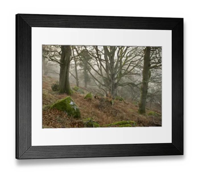 Framed Print : Common Oak (Quercus robur) and Common Beech (Fagus sylvatica) ancient woodland habitat in mist, 16th century deer park Framed Print : Common Oak (Quercus robur) and Common Beech (Fagus sylvatica) ancient woodland habitat in mist, 16th century deer park