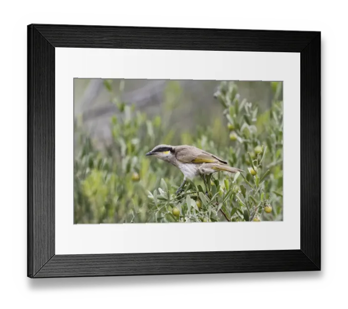 Framed Print : Singing Honeyeater (Lichenostomus virescens) adult, perched on fruiting bush, Western Australia, Australia Framed Print : Singing Honeyeater (Lichenostomus virescens) adult, perched on fruiting bush, Western Australia, Australia