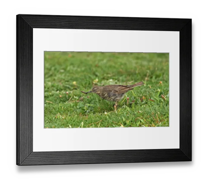 Framed Print : Rock Pipit (Anthus petrosus) adult, feeding, with insect larva in beak, foraging on grass, England, april Framed Print : Rock Pipit (Anthus petrosus) adult, feeding, with insect larva in beak, foraging on grass, England, april