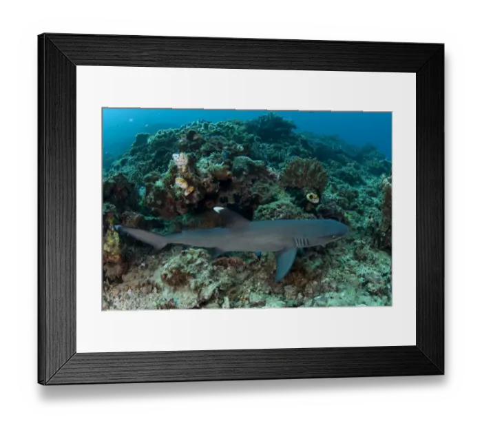 Framed Print : Whitetip Reef Shark (Triaenodon obesus) adult, swimming over reef, Lembeh Straits, Sulawesi, Sunda Islands, Indonesia Framed Print : Whitetip Reef Shark (Triaenodon obesus) adult, swimming over reef, Lembeh Straits, Sulawesi, Sunda Islands, Indonesia