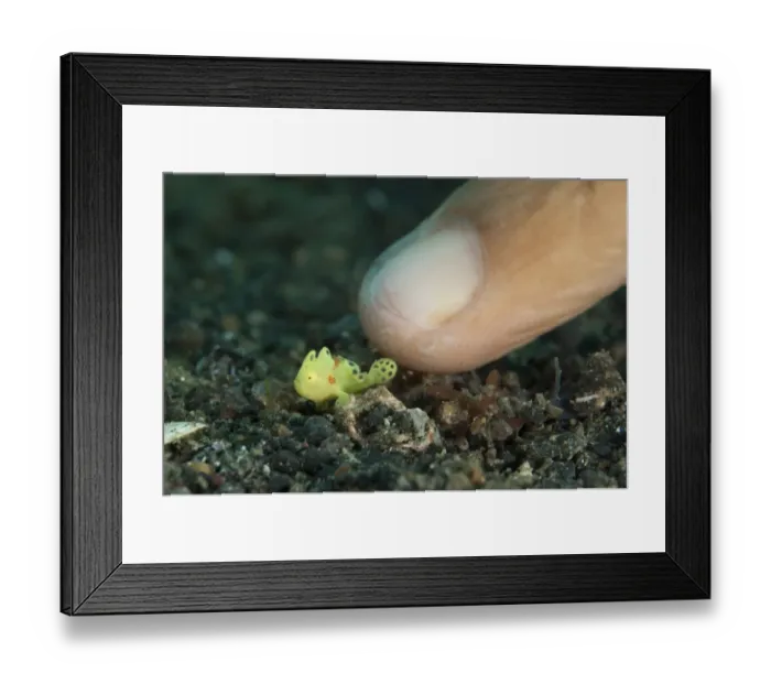 Framed Print : Painted Frogfish (Antennarius pictus) yellow juvenile, with finger of diver, Lembeh Straits, Sulawesi, Sunda Islands Framed Print : Painted Frogfish (Antennarius pictus) yellow juvenile, with finger of diver, Lembeh Straits, Sulawesi, Sunda Islands