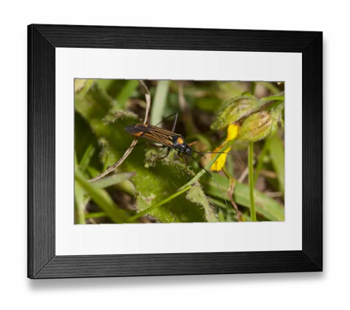 Framed Print : Mirid Bug (Miris striatus) adult, on leaf in undergrowth, Downe Bank Nature Reserve, North Downs, Kent, England, june