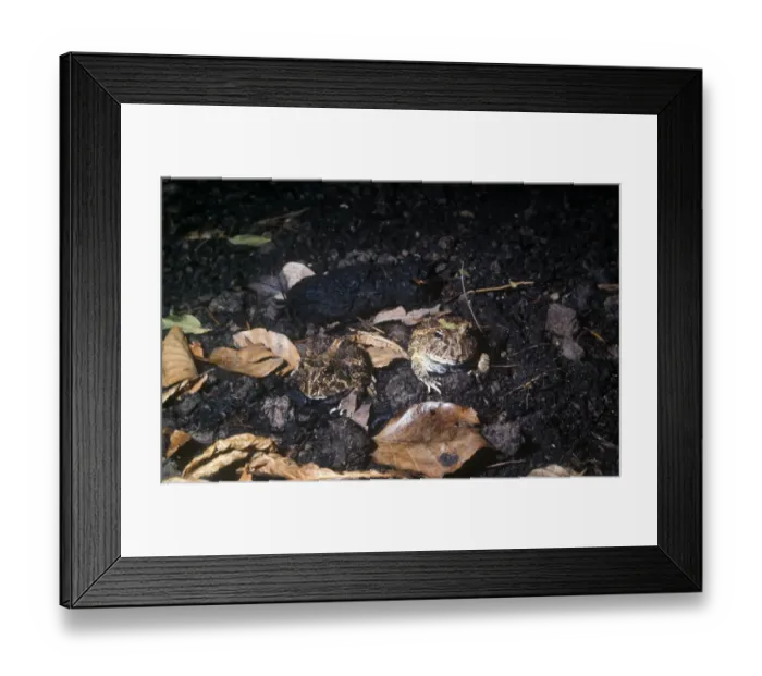 Framed Print : Frog - Horned Colombian (Ceratophrys calcarata) two on soil / dead leaves Framed Print : Frog - Horned Colombian (Ceratophrys calcarata) two on soil / dead leaves