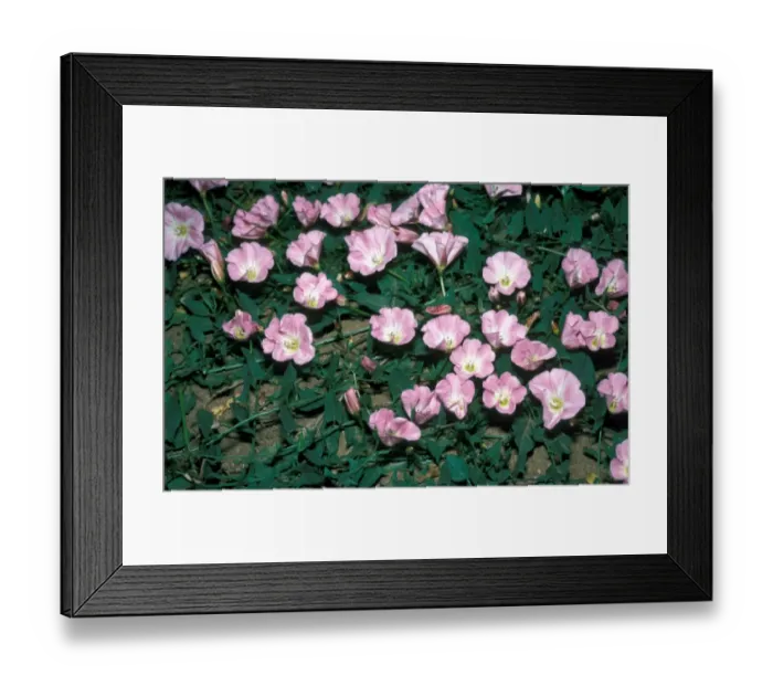 Framed Print : SeaBindweed (Calystegia soldanella) Framed Print : SeaBindweed (Calystegia soldanella)
