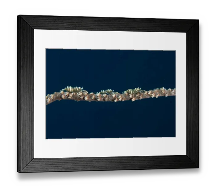 Framed Print : Commensal Shrimp (Pontonides unciger) four adults, camouflaged on whip coral, Manado, Northeast Sulawesi, Indonesia Framed Print : Commensal Shrimp (Pontonides unciger) four adults, camouflaged on whip coral, Manado, Northeast Sulawesi, Indonesia