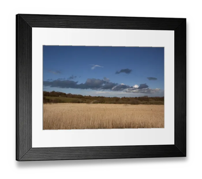 Framed Print : Looking from Island Mere hide at RSPB Minsmere over reed beds towards heathland habitat, Early spring Framed Print : Looking from Island Mere hide at RSPB Minsmere over reed beds towards heathland habitat, Early spring