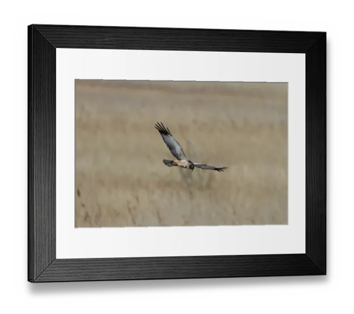 Framed Print : Male Western Marsh Harrier, flying at RSPB Minsmere Suffolk Framed Print : Male Western Marsh Harrier, flying at RSPB Minsmere Suffolk