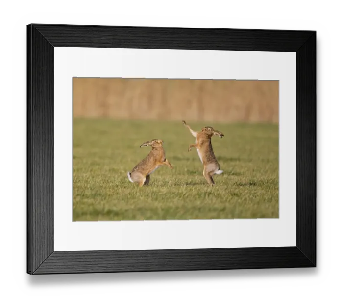 Framed Print : European Hare (Lepus europaeus) adult pair, boxing, female fighting off male in field, Suffolk, England, january Framed Print : European Hare (Lepus europaeus) adult pair, boxing, female fighting off male in field, Suffolk, England, january