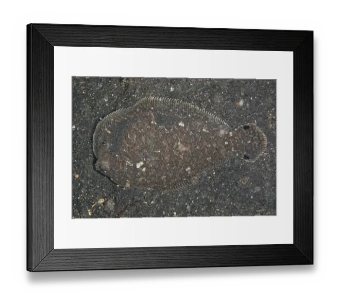 Framed Print : Largescale Flounder (Engyprosopon grandisquama) adult, camouflaged on seabed at night, Lembeh Straits, Sulawesi Framed Print : Largescale Flounder (Engyprosopon grandisquama) adult, camouflaged on seabed at night, Lembeh Straits, Sulawesi