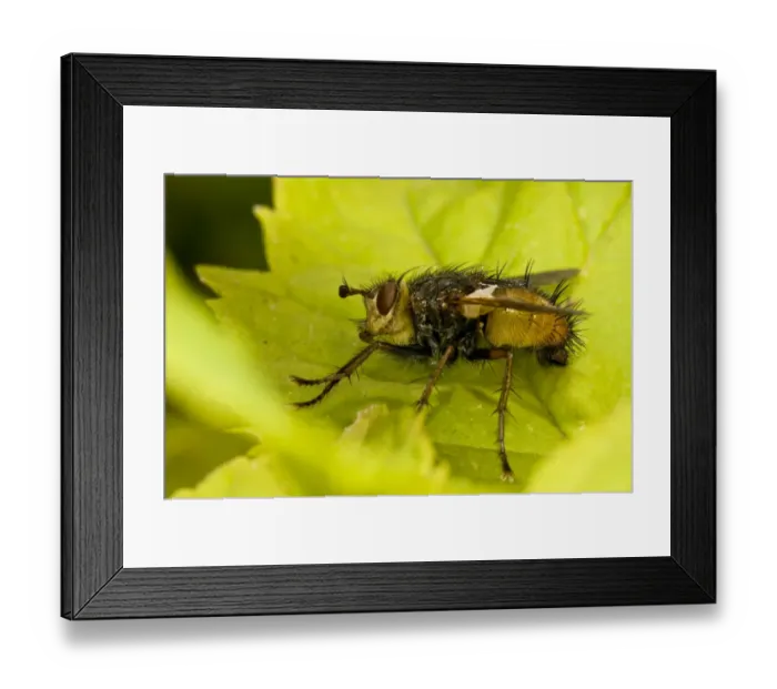 Framed Print : Tachinid Fly (Tachina fera) adult, resting on leaf, Downe Bank Nature Reserve, North Downs, Kent, England, august Framed Print : Tachinid Fly (Tachina fera) adult, resting on leaf, Downe Bank Nature Reserve, North Downs, Kent, England, august