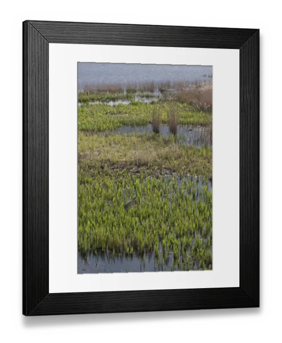 Framed Print : Great Bittern wading through reeds at RSPB Minsmere, Suffolk Framed Print : Great Bittern wading through reeds at RSPB Minsmere, Suffolk
