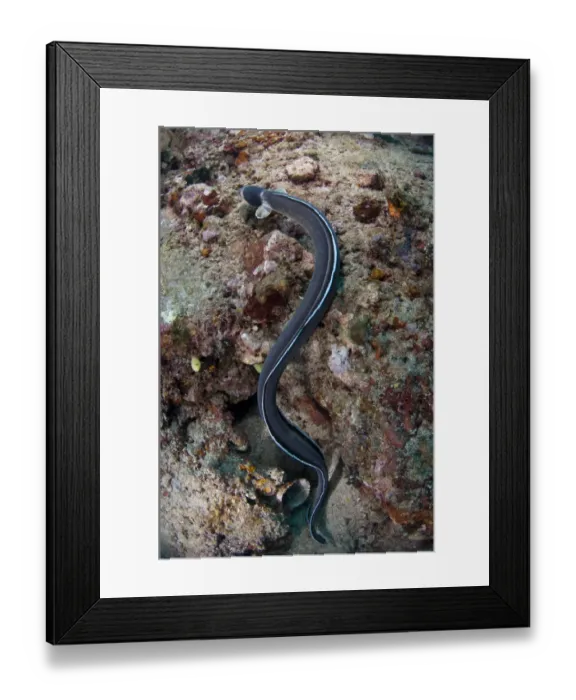 Framed Print : Dark-shouldered Snake-eel (Ophichthus cephalozona) adult, swimming over reef, Lembeh Straits, Sulawesi, Sunda Islands Framed Print : Dark-shouldered Snake-eel (Ophichthus cephalozona) adult, swimming over reef, Lembeh Straits, Sulawesi, Sunda Islands