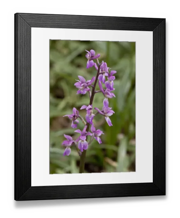 Framed Print : Early Purple Orchid - flowers Framed Print : Early Purple Orchid - flowers